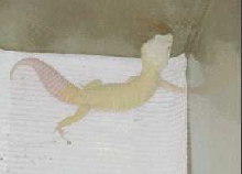 Las Vegas Patternless albino