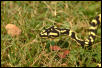 Kaa