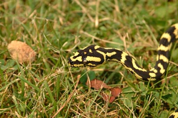 Kaa
