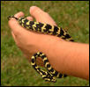 Kaa