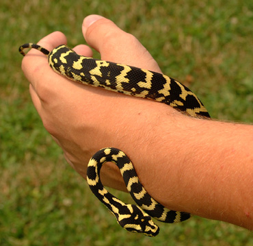 Kaa