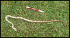 Snake in the Grass!