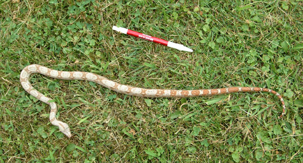 Snake in the Grass!