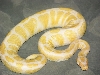 Albino ball