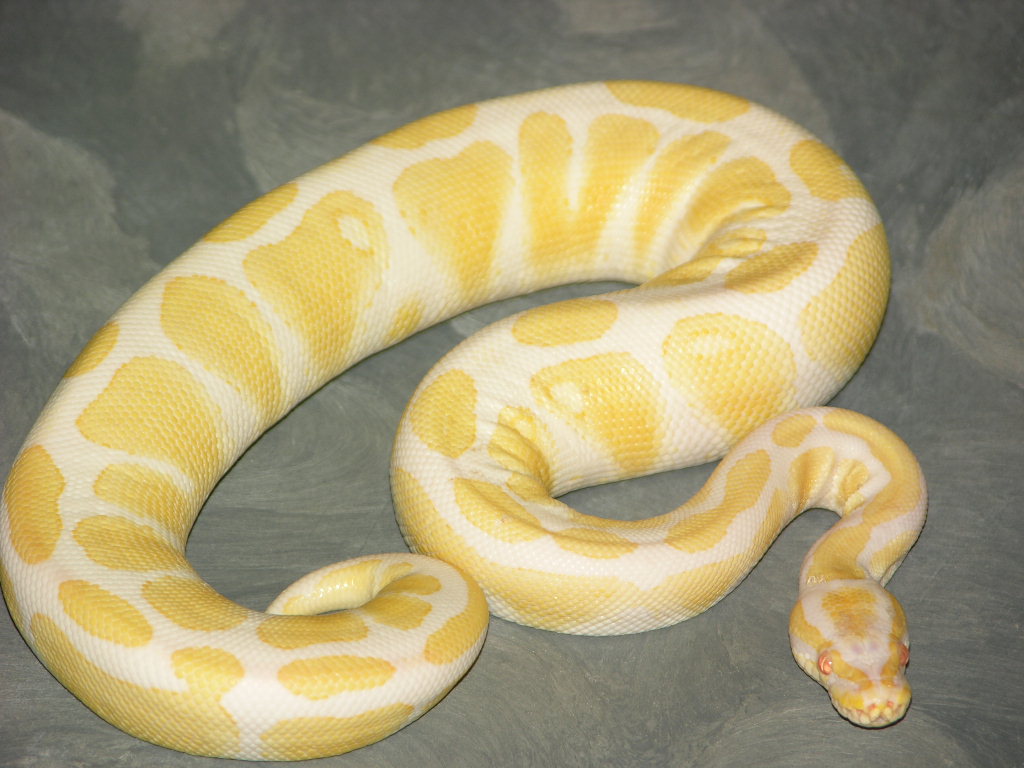 Albino ball