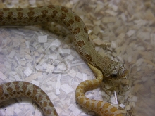 Carmel Albino Hog