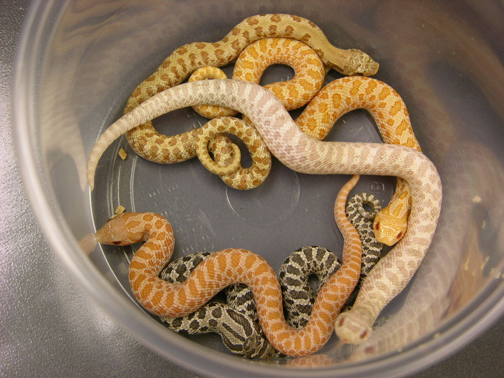 group of hognose