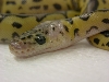 pastel clown head