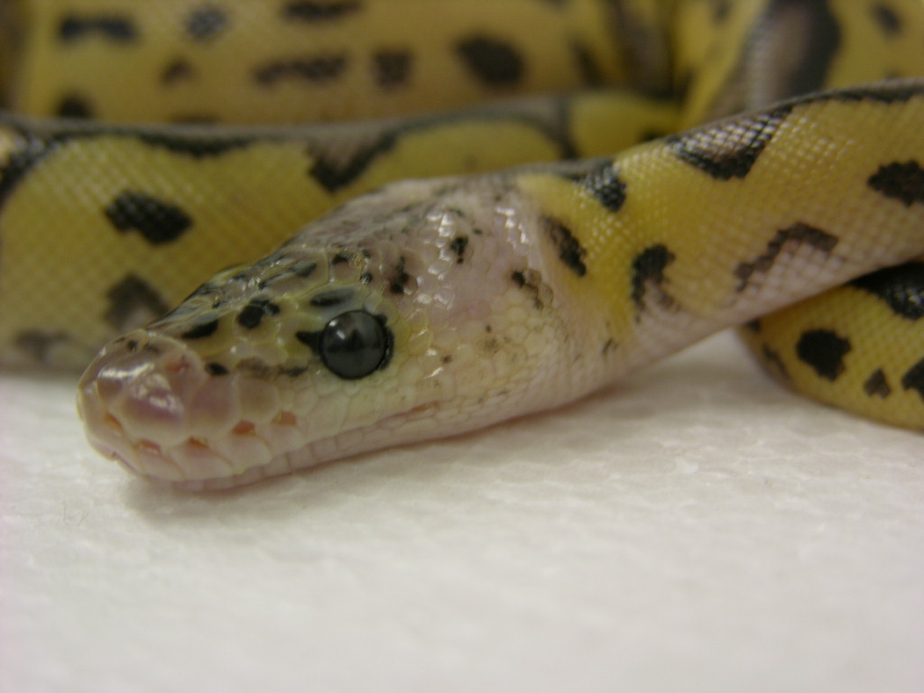 pastel clown head