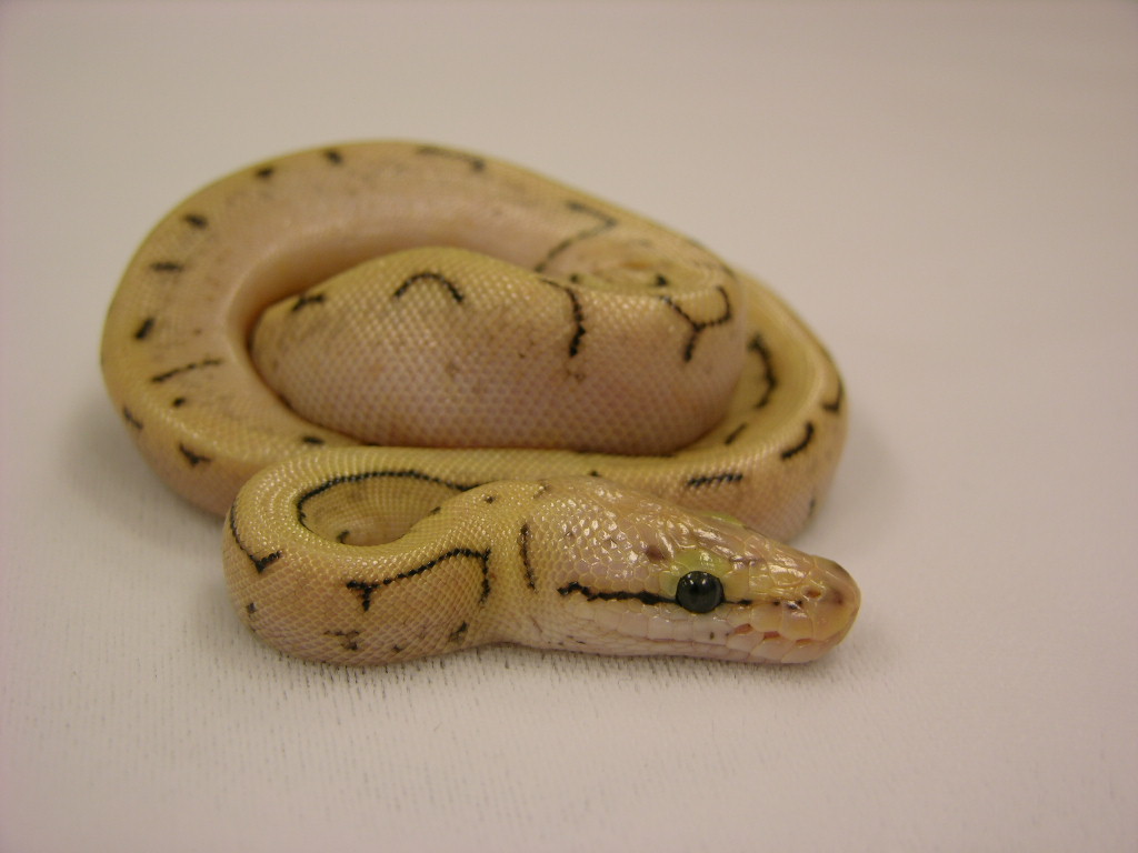 pastel spinner