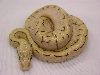 pastel spinner