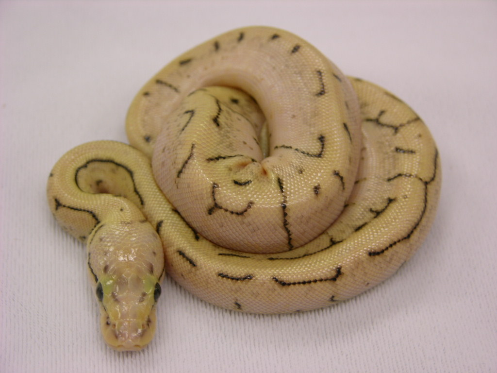 pastel spinner