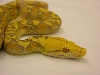 purple alb retic -head
