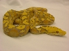 purple alb retic