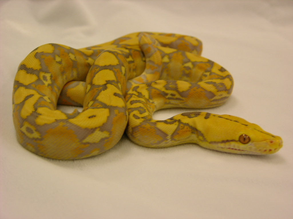 purple alb retic