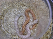 snow @ pastel pink hogs