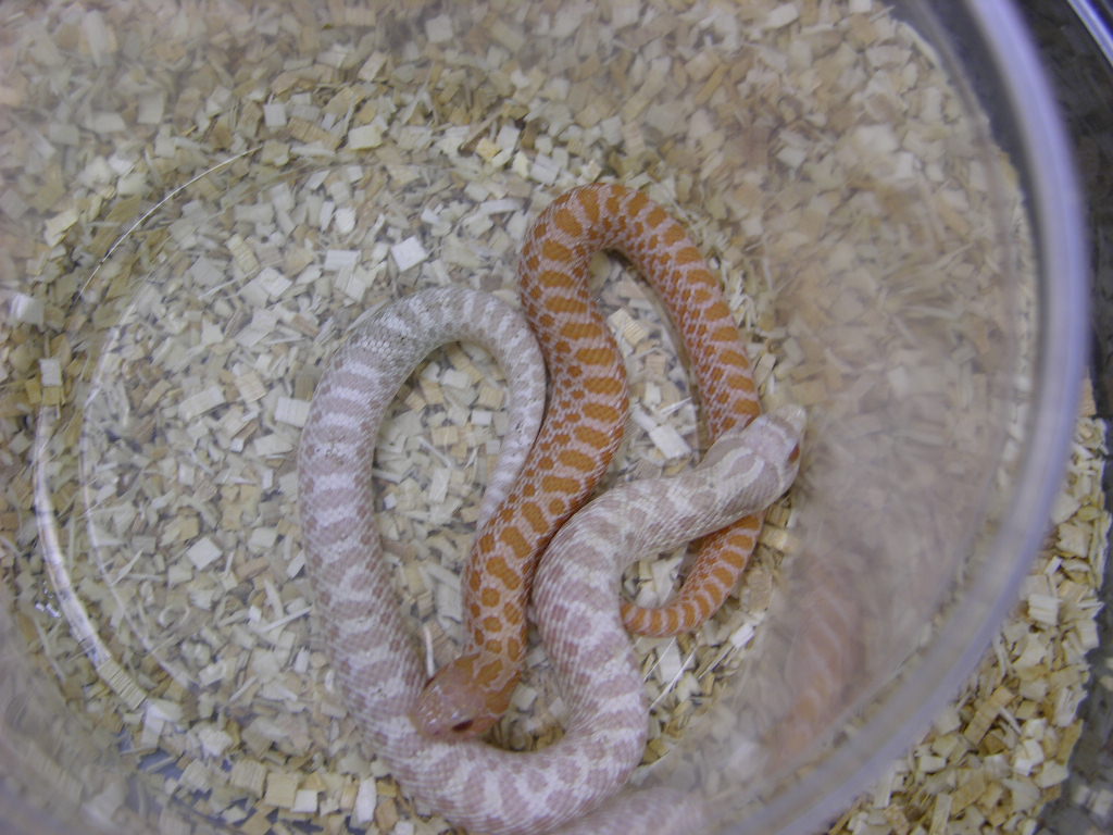 snow @ pastel pink hogs