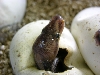 super chocolate hatching