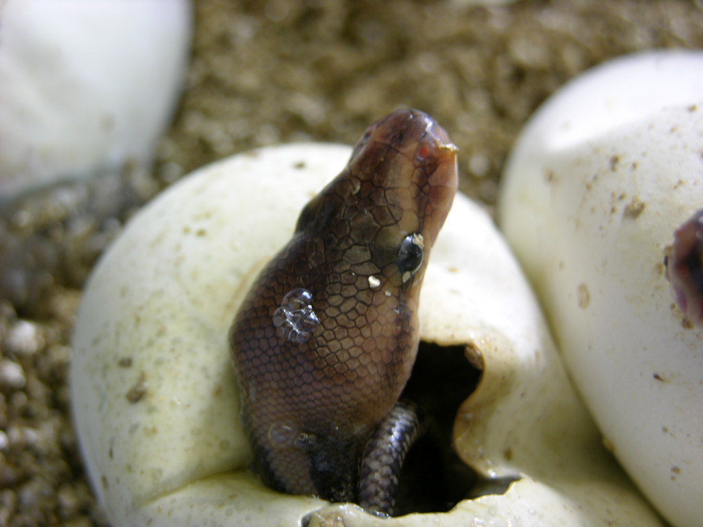 super chocolate hatching