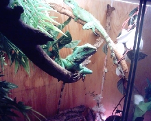 - Water Dragon -