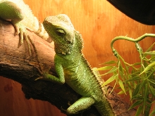 Water Dragon