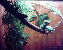 - Water Dragon -