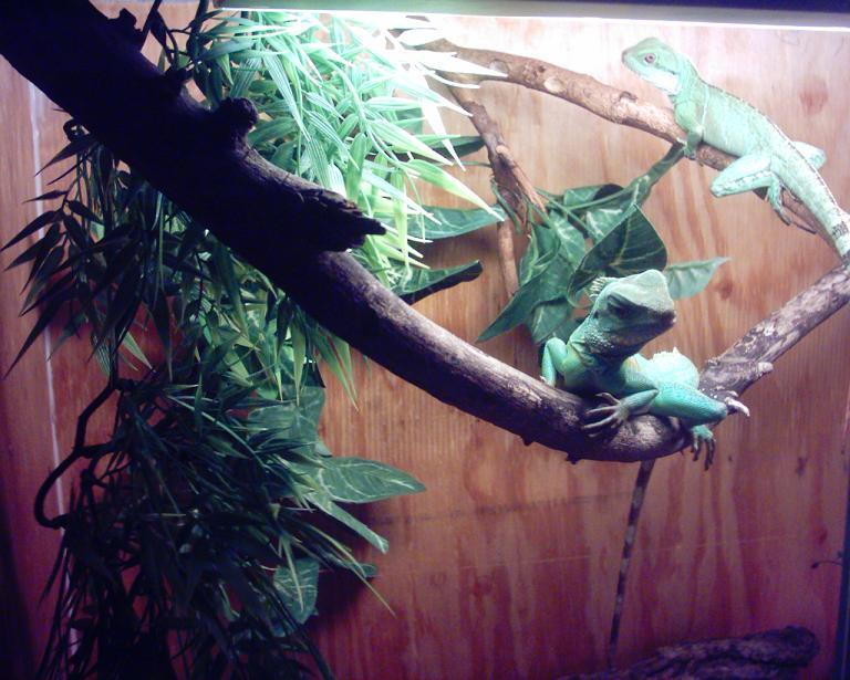 - Water Dragon -