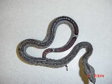 Baby Stripe