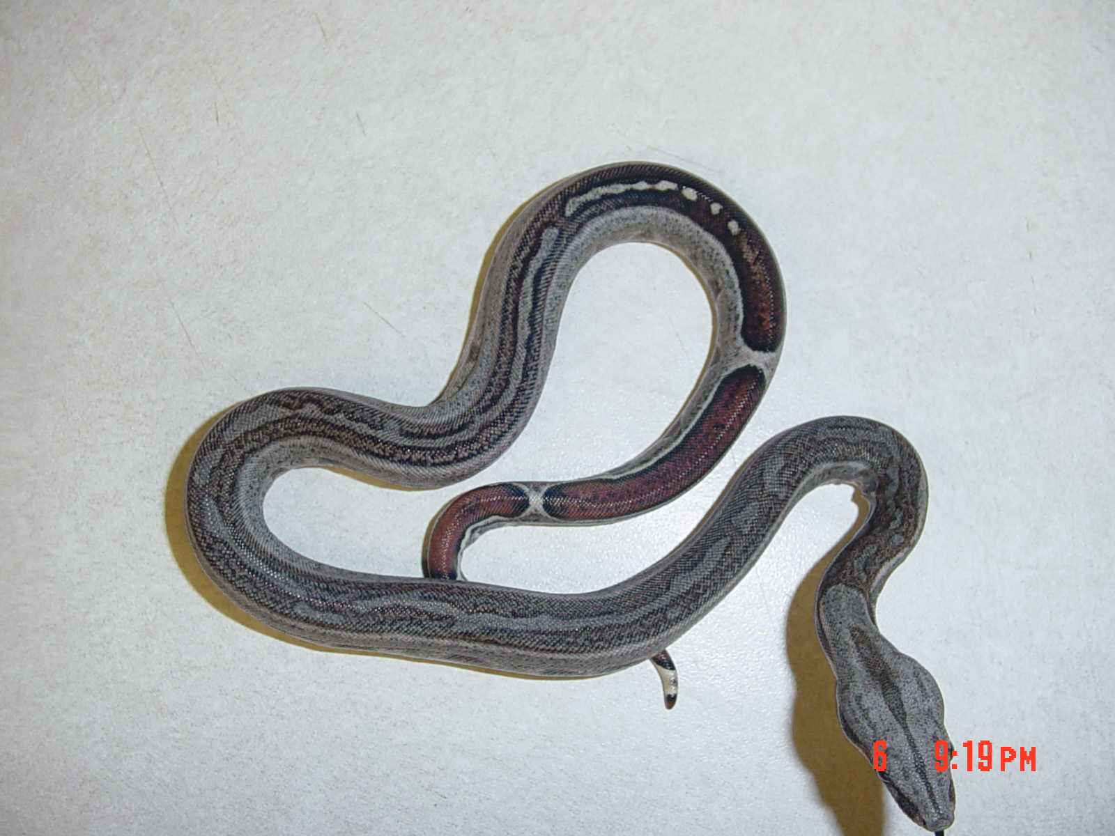 Baby Stripe