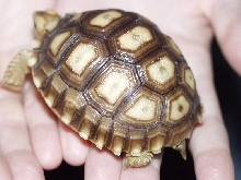 SULCATA SHELL
