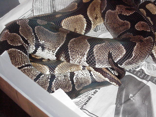 axanthic breeding het ghost