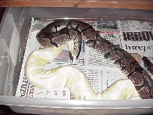 axanthic albino breeding