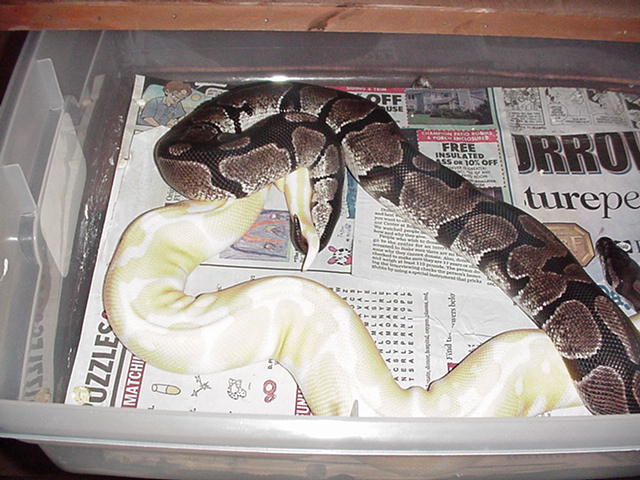 axanthic albino breeding