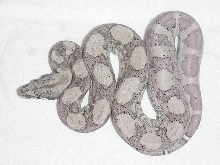 ghost boa