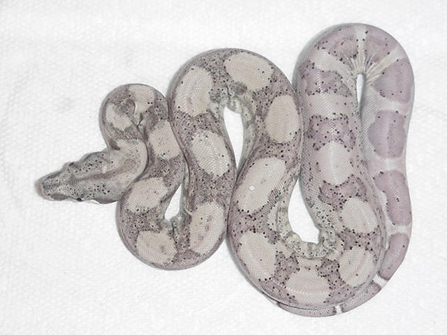 ghost boa