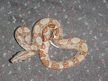 hypo pos dh ghost