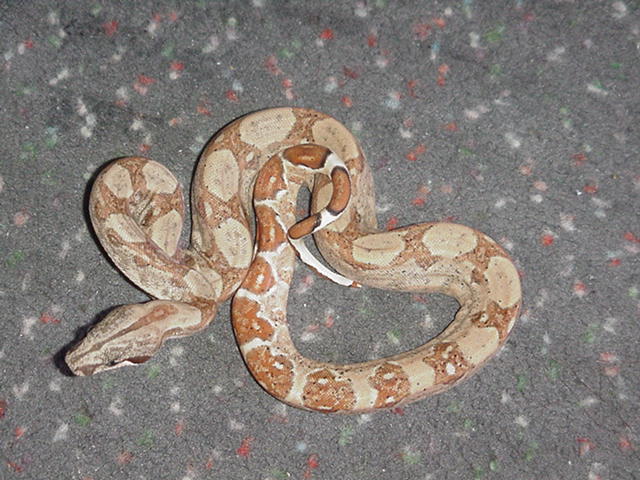 hypo pos dh ghost