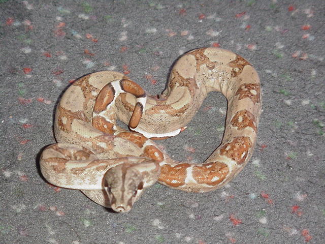 hypo pos dh ghost3