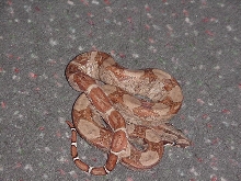 hypo pos dh ghost 2