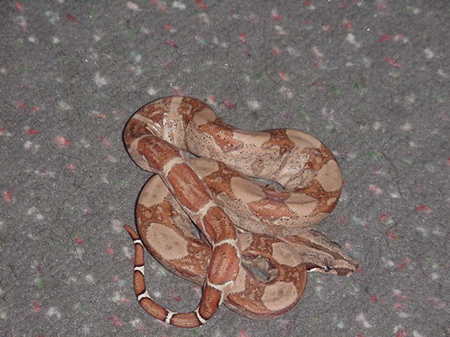 hypo pos dh ghost 2