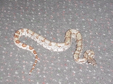 hypo pos dh ghost 4