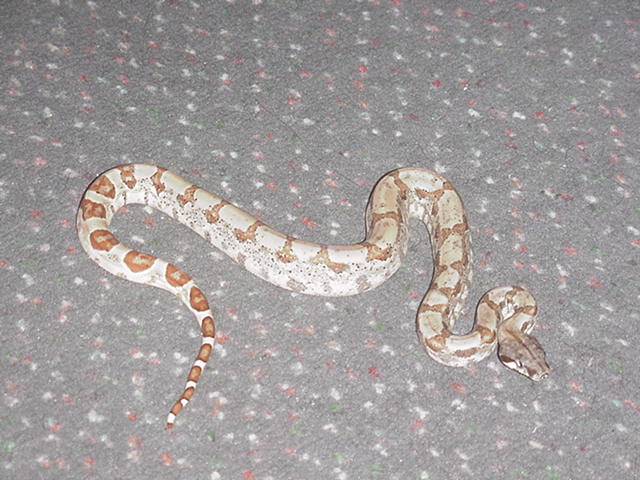 hypo pos dh ghost 4