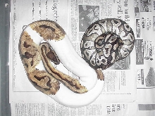 pied/ mojave
