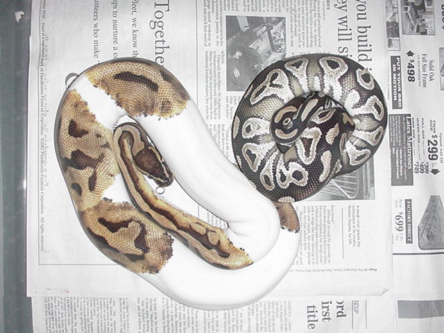pied/ mojave