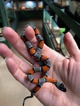 Lampropeltis Alterna Baby