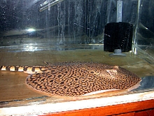 Tiger Ray