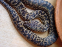 spotted python (juvenile)