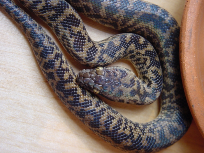 spotted python (juvenile)