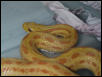 albino bimac