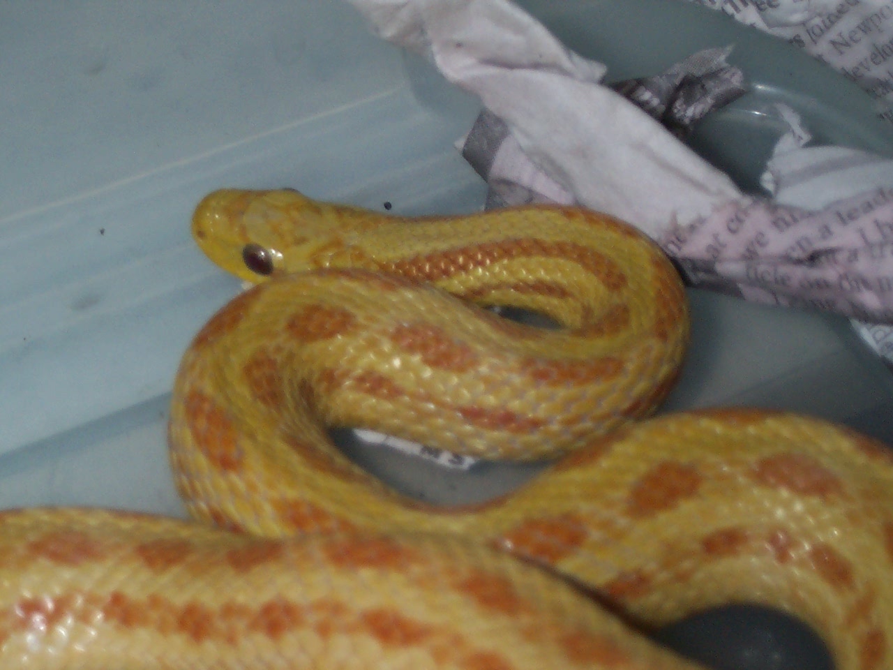 albino bimac